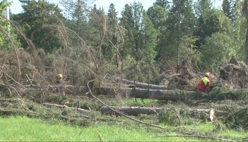 Pováľané kmene, vyvrátené stromy. Vo Svidníku odstraňujú spúšť po veternej smršti