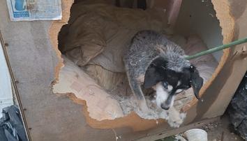 Dojímavá záchrana po tragickom požiari pri Nitre. Slepého psíka našli na zhorenisku až na druhý deň