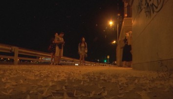 Nábrežie Dunaja v Budapešti zaplavili húfy hmyzu. Pohľad na ne za tmy nie je veľmi príjemný