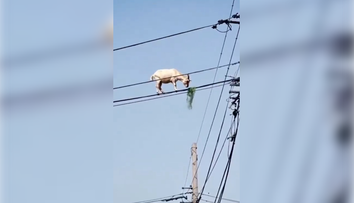 VIDEO: Ako sa tam dostala? Koza balansujúca na elektrickom vedení zmiatla ľudí na sociálnych sieťach