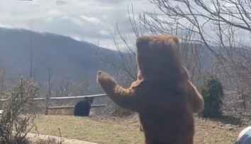 VIDEO: Muž chcel z pozemku odplašiť otravného medveďa. Jeho netradičná stratégia sa stala virálnym hitom