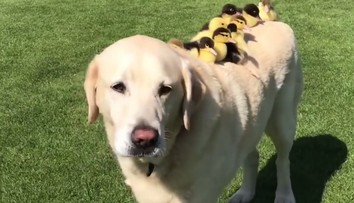 To je ale rozkošná rodinka: Labrador si adoptoval deväť malých kačiek