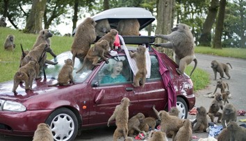 Paviány v safari parku mali spozorovať s nožmi a skrutkovačmi. Vedenie zaradienia to odmieta