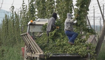 Na Slovensku funguje už iba jedna chmeľnica