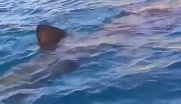 VIDEO: Zdesenie v chorvátskych vodách. Okolo lode plnej turistov krúžil obrovský žralok