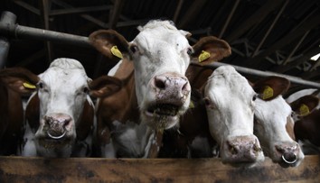 Veterinár: Pred 50 rokmi sme kravy nezabíjali, ale liečili. Z mäsa z infikovaných maštalí sa robili salámy (rozhovor)