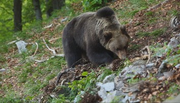 Pri spoločnej poľovačke postrelili medveďa hnedého. Vraj išlo o sebaobranu