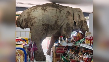 FOTO+VIDEO: Slon prekvapil zákazníkov aj predavača. Vtrhol do potravín a chobotom prehľadával regály