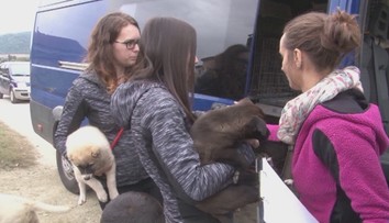 Ochranári prišli s riešením, ako zabezpečiť kastráciu zvierat v chudobných osadách