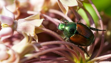 Nebezpečný chrobák desí Európu. Nenápadný zabijak úrody sa objavil už vo Francúzsku
