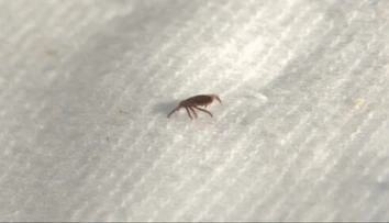 Kliešte zmizli z trávy. Horúčavy ich poslali do úkrytu, nebezpečenstvo sa však nekončí