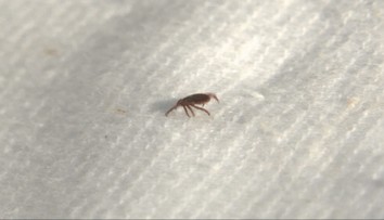 Kliešte zmizli z trávy. Horúčavy ich poslali do úkrytu, nebezpečenstvo sa však nekončí