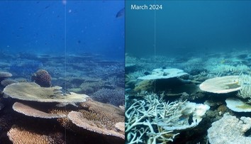 Pohroma pre Austrálčanov. Veľkú koralovú bariéru zasiahlo rekordné blednutie