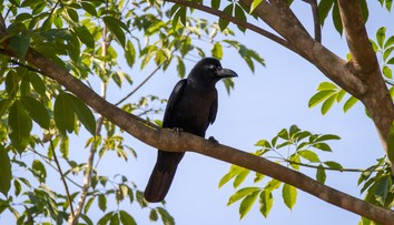 Test odhalil zaujímavý fakt: Vrana dôvtipná je taká šikovná ako malé dieťa