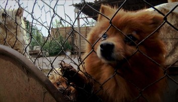 Miesto teplého domova, továrne na šteniatka. V kšeftoch so zvieratami je Slovensko „špičkou“
