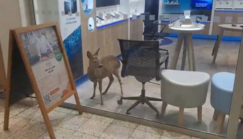 FOTO+VIDEO: Nečakaný návštevník medzi regálmi. Zákazníci v obchodnom dome neverili vlastným očiam