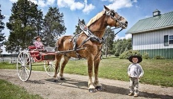 Svet prišiel o najvyššieho koňa z Guinnesovej knihy rekordov. Big Jake mal 20 rokov