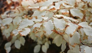 Ako auto bez motora. Unikátny strom v Česku, ktorý na prvý pohľad popiera zákony prírody, fascinuje vedcov