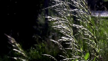 Alergici, pozor. Peľ brezy je stále veľmi silný a prichádza ďalší problém