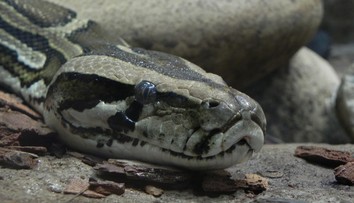 Objavila sa nádej na novú liečbu obezity. Pomôcť má molekula z krvi pytóna