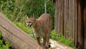 Nečakaná dráma. Na chlapca (5) pred domom zaútočila puma, matka sa jej postavila holými rukami
