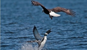 Orol našiel nečakaného premožiteľa. Smrtiacu ranu mu zasadila jeho zvyčajná korisť
