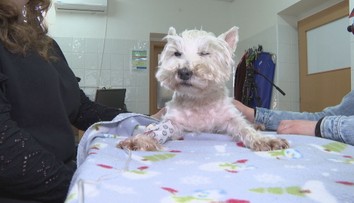 Veterinárne ambulancie zažívajú nápor. Môže za to kliešť, ktorý sa objavuje v čoraz severnejších oblastiach