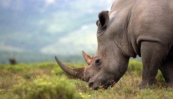 V Tanzánii uhynul zrejme najstarší nosorožec na svete