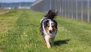 Kliešte ohrozujú aj psy. Ako ich chrániť a na čo si dať pozor?