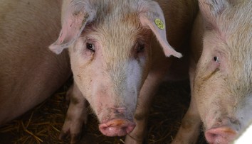 Po slintačke a krívačke potvrdili na juhu Slovenska africký mor ošípaných