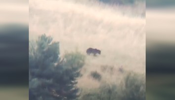 VIDEO: Obec pri Prievidzi varuje pred medveďom. Šelmu zachytili v okolí