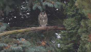 Ochranári sov majú dobré správy. Najviac sa z nich tešia poľnohospodári