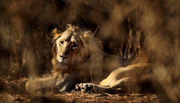 Nočná mora dedinčanov sa skončila. Levov, ktorí požierali ľudí, odchytili