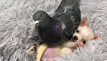Holub, ktorý zabudol lietať, sa nevie odtrhnúť od rozkošnej čivavy s ochrnutými labkami