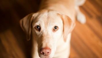 Má váš pes opakovanú hnačku? Parazit môže byť prenosný aj na človeka