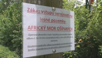 Africký mor ošípaných postupuje. Obce rušia akcie a na lesných cestách hliadkujú policajti