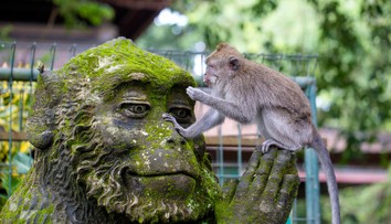 Sovieti chceli krížiť ľudí s opicami. V laboratóriách zomierajú tieto zvieratá dodnes