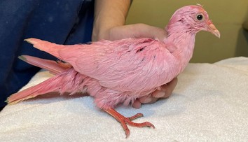 V parku našli zúboženého a vyhladovaného holuba, niekto ho natrel na ružovo