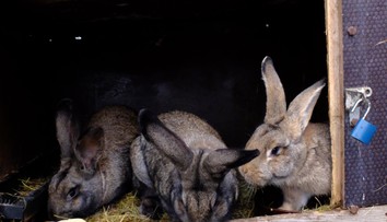 Nebezpečná myxomatóza: Ohrozené môžu byť aj domáce chovy, mäso z chorého králika by ste nemali jesť