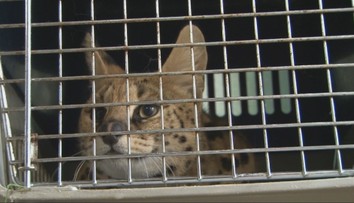 Divoké zviera, ktoré sa túlalo ulicami Svidníka, už odchytili. Nešlo o žiadnu obyčajnú mačku, ale nebezpečnú exotickú šelmu