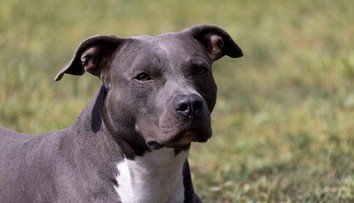 Nevinné stretnutie sa skončilo smrťou: Muža v pivnici napadol pes