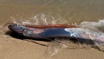 VIDEO: Šok na pláži. Odrazu sa zjavil tvor, ktorý býva predzvesťou veľkej katastrofy