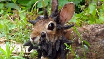 Výrastky pripomínajúce chápadlá a rohy. Králikov v Colorade napáda bizarný vírus, ktorý podnietil vznik mýtov