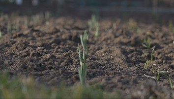 Zasadiť treba mak, o dva týždne príde na rad cibuľka, mrkva či hrášok. A na jednu podstatnú vec nesmiete zabudnúť