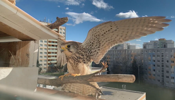 Paráda ako z prírodopisného filmu. Rodine sa na parapete spálne usídlili sokoly