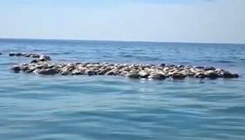 Stovky vzácnych mŕtvych korytnačiek plávali pri mexickom pobreží