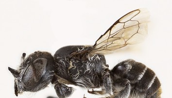 V Austrálii objavili nový druh včely s démonickým zjavom. Pre výrazné rohy dostala meno Lucifer