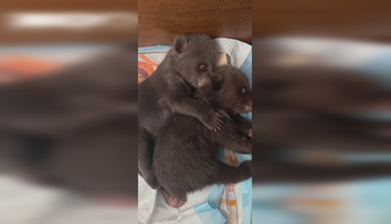 VIDEO: Dobré správy z bojnickej ZOO. Medvedie siroty robia pokroky