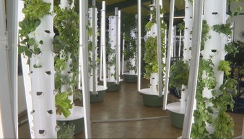 Farma bez hliny. V Prešove pestujú zeleninu aj v zime a minú o 95 percent menej vody