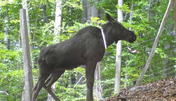 Pri Detve ušli losy zo zvernice. Samica čaká mláďa. Majitelia varujú ľudí